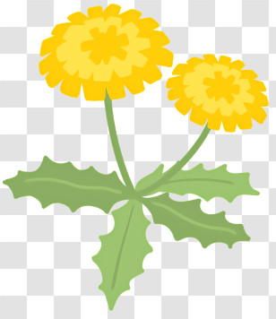 Icon - Yellow Dandelion Flower With Green Leaves Transparent PNG