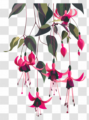 Hanging Flowers - Pink Fuchsia Flowers In Hanging Design Transparent PNG