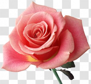 Rainbow Rose Flower Image Drawing - Red Transparent PNG