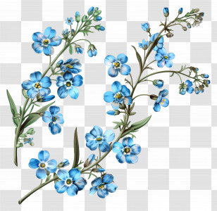 Blue Flowers - Delicate Blue Forget-Me-Not Flowers Transparent PNG