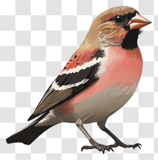 Finch - Colorful Bird With Pink Feathers Transparent PNG