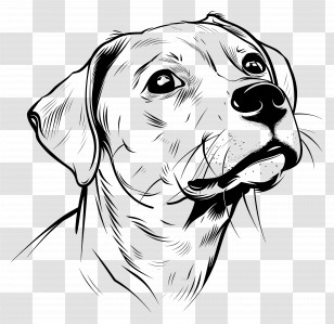 One Line Drawing - Detailed Sketch Of A Dog Transparent PNG