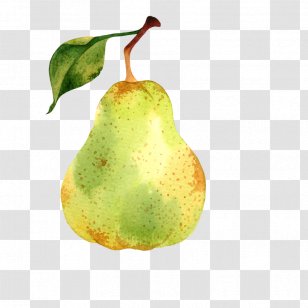 Pear Vector Graphics Illustration Photography Watercolor Painting - Baygon Transparent PNG