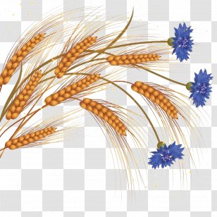 Common Wheat Flower Ear Clip Art - Grass Family - Medicago Picture Transparent PNG