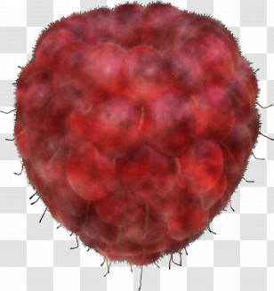 Red Fruit Plant Soapberry Family Food Transparent PNG