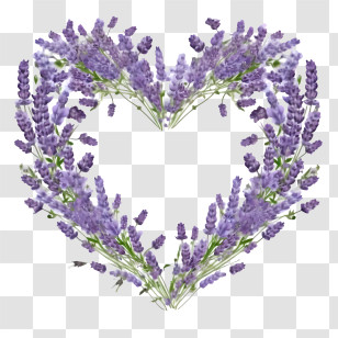 Lavender Wreath - Purple Lavender Heart Shaped Illustration Transparent PNG