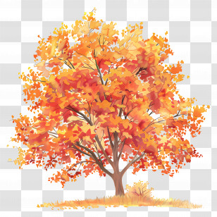 Maple Tree - Colorful Autumn Tree With Vibrant Foliage Transparent PNG