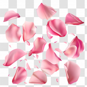 Flower Petals - Delicate Pink Rose Petals Falling Transparent PNG
