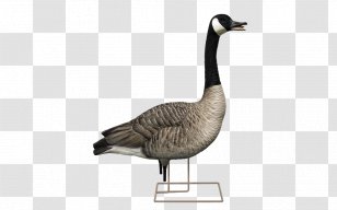 Canada Goose Decoy Duck - Waterfowl Transparent PNG