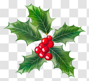 Black Background - Festive Holly Leaves And Red Berries For Christmas Transparent PNG