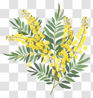 Mimosa Flowers - Yellow Mimosa Branch Illustration Transparent PNG