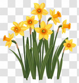 Yellow Daffodils - Yellow Daffodils In Spring Bloom Transparent PNG