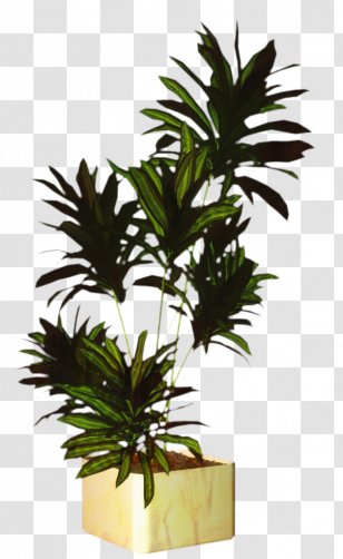 Palm Tree Background - Garden Roses - Plant Stem Transparent PNG