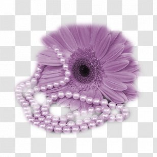 Purple Chrysanthemum - Gerbera - Petal Transparent PNG