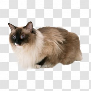 Peanut Butter And Jelly Sandwich Cat Gelatin Dessert - Whiskers - Gray Kitten Transparent PNG