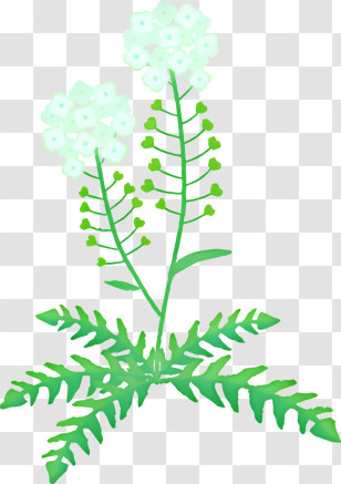 Cartoon - Green Plant Botanical Illustration With Flowers Transparent PNG