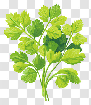 Fresh Cilantro - Green Herb With Fresh Leaves Transparent PNG