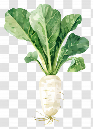 Daikon Radish - White Radish With Green Leaves Illustration Transparent PNG