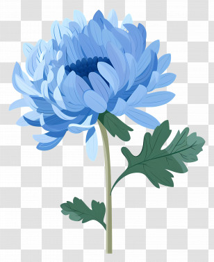 Blue Chrysanthemum - Blue Chrysanthemum Flower Illustration Transparent PNG