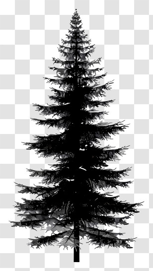 Fir Tree - Silhouette Of Pine Tree In Black And White Art Transparent PNG