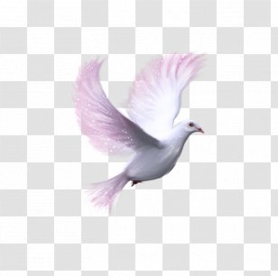 Columbidae Download Clip Art - Photography - Symbol Of Peace Transparent PNG