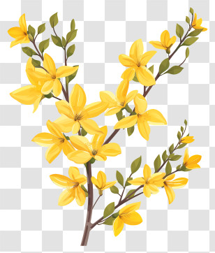 Forsythia Flower - Yellow Flowers Blooming On Branch Transparent PNG