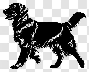 Dog Silhouette - Silhouette Of A Black Golden Retriever Transparent PNG