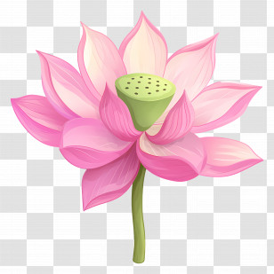 Pink Lotus Flower - Pink Lotus Flower Illustration Transparent PNG