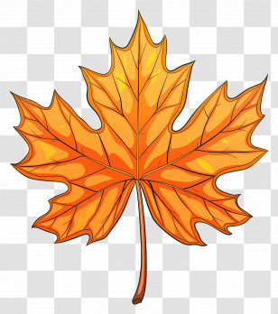 Autumn Maple Leaf - Autumn Maple Leaf Illustration Transparent PNG