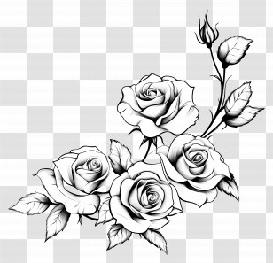 Border Rose - Black And White Rose Flower Illustration Transparent PNG