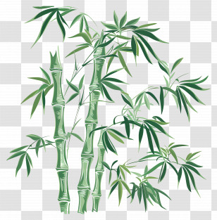 Bamboo - Leafy Green Bamboo Illustration Transparent PNG