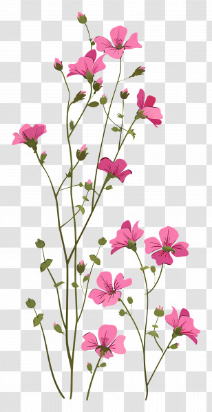Pink Flowers - Graceful Pink Blossoms On Tall Stems Transparent PNG
