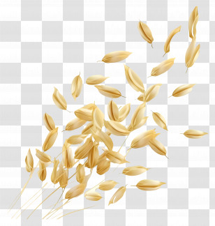 Rice Grains - Golden Oat Spikes Illustration Transparent PNG