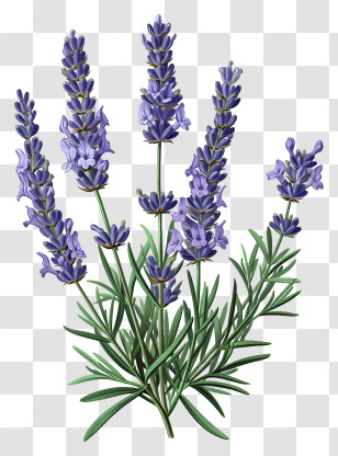 Lavender - Lavender Plant With Purple Flowers Transparent PNG