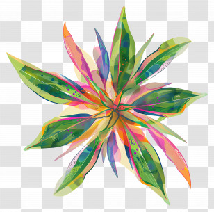 Flower Plant Top View - Colorful Plant Illustration Transparent PNG