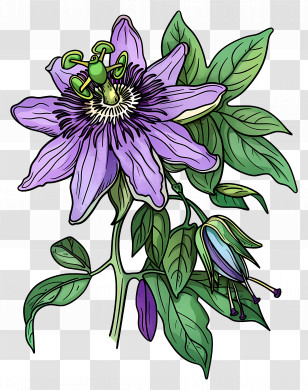 Blooming Flower - Purple Passionflower With Green Leaves Transparent PNG