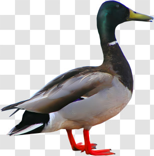 Duck - Realistic Mallard Duck Image Transparent PNG