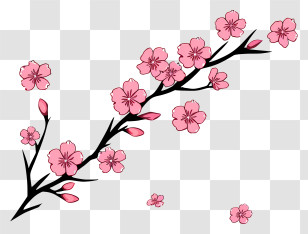 Cherry Blossoms - Beautiful Cherry Blossom Branch Illustration Transparent PNG
