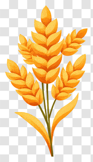 Golden Ear Of Wheat - Golden Wheat Illustration For Harvest Season Transparent PNG