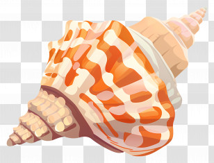 Seashell - Colorful Seashell Transparent PNG