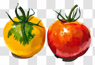 Tomatoes - Vibrant Yellow And Red Tomatoes Transparent PNG