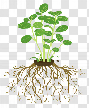 Plant Root - Green Plant Illustration With Roots Transparent PNG