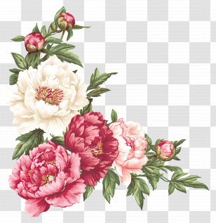 Peonies - Pink Flowers Illustration Transparent PNG