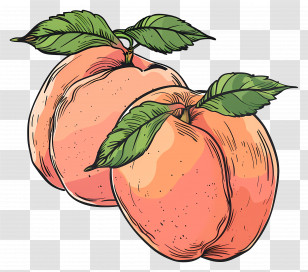 Peaches - Pair Of Peaches Illustration Transparent PNG