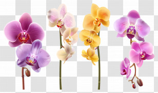 Orchid Flower - Variety Of Orchids In Full Bloom Transparent PNG
