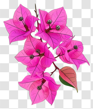 Bougainvillea Flower - Pink Bougainvillea Flowers With Branch Transparent PNG