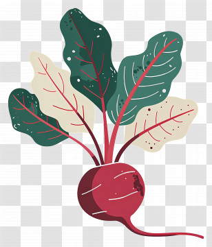 Beetroot - Illustration Of A Red Beet With Leaves Transparent PNG