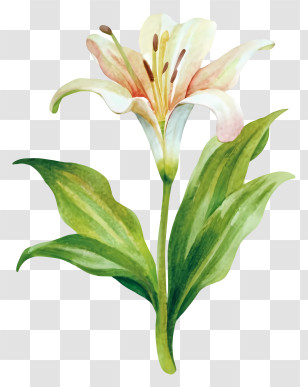Pink Lily Painting - Single Watercolor Lily Flower Illustration Transparent PNG