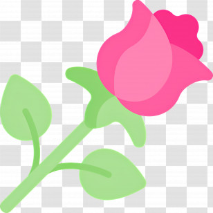 Rose Flower - Pink Rose Flower Illustration Transparent PNG