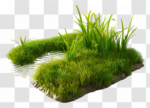 Rice Paddy - Realistic Grass Patch With Water Transparent PNG